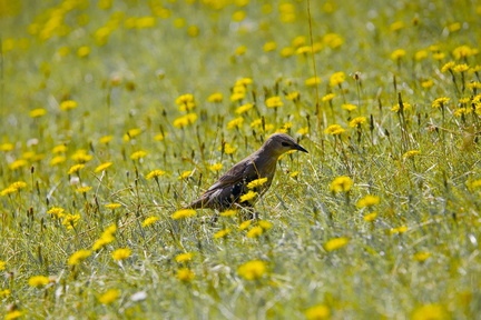 Young Starling