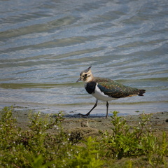 Northern lapwing