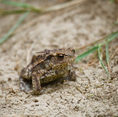Toad